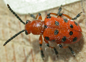 Twelve-spotted Asparagus Beetle